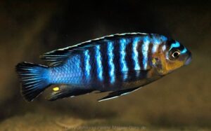 Metriaclima flavifemina 'Nankoma Island' Galerie Metriaclima flavifemina